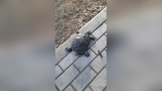 В гибели рыб и черепах в воронежском пруду заподозрили местных жителей
