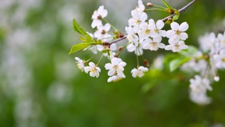 Весеннее тепло вернётся в Воронежскую область на новой рабочей неделе
