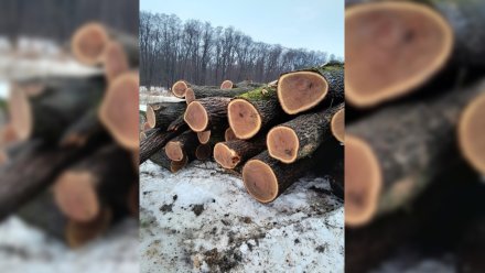 В Воронежской области начали вырубку вековых дубов