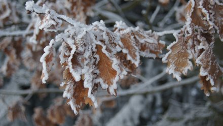 Московский синоптик спрогнозировал приближение снега в Воронеже