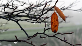 Воронежские синоптики рассказали о надвигающемся потеплении