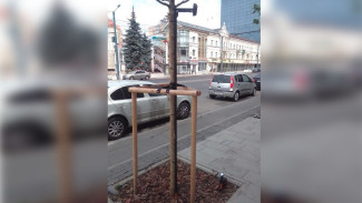 В Воронеже вандалы превратили молодой клён на проспекте Революции в фонарь