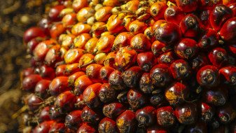 Не вреднее сливочного. Воронежские эксперты развеяли мифы о пальмовом масле