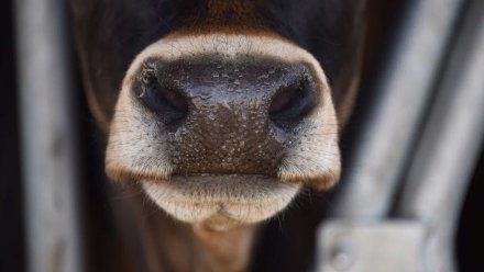 Жительница Воронежской области заплатит более 80 тыс. рублей за устроенное коровой ДТП