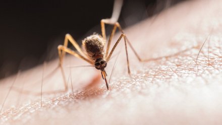 Воронежская область вошла в число регионов с высоким риском лихорадки Западного Нила