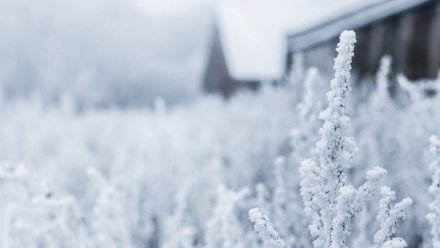 Новая неделя принесёт в Воронежскую область потепление и мокрый снег