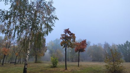 Короткая рабочая неделя начнётся в Воронежской области с туманного утра
