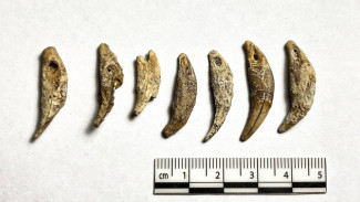 Редчайшие украшения из зубов песца нашли в Костёнках под Воронежем 