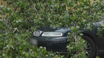 Почти 30 деревьев рухнули во время урагана в Воронеже