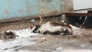 В воронежской промзоне нашли усталого северного оленя из упряжки Деда Мороза