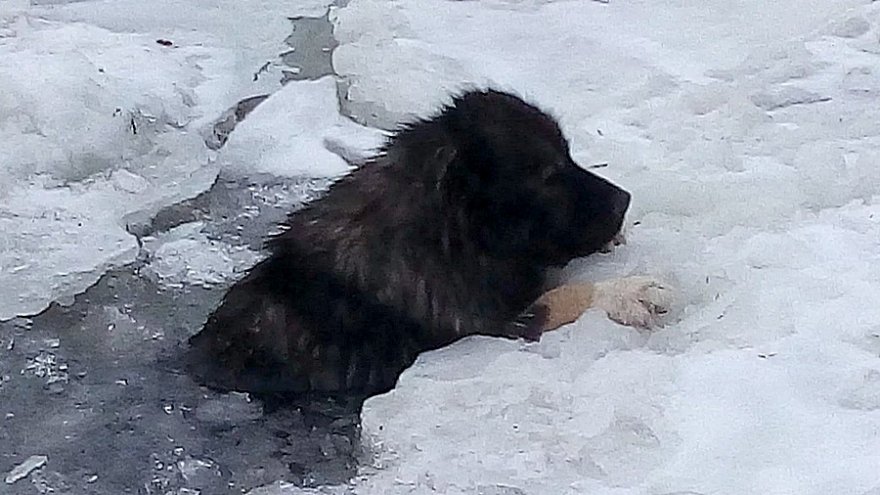 В Воронеже под лёд водохранилища провалилась собака