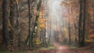 Воронежские поисковики за неделю нашли семерых пропавших детей