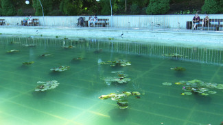 Озеро в Воронежском центральном парке украсили лилиями в горшках