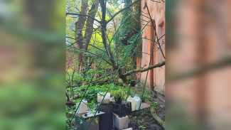 Два дерева рухнули во время тропического ливня в Воронеже