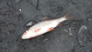 В воронежской реке массово погибла рыба 