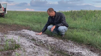 Град уничтожил часть урожая пшеницы в нескольких районах Воронежской области