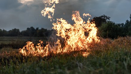 Более 250 ландшафтных пожаров произошло в Воронежской области с 1 сентября