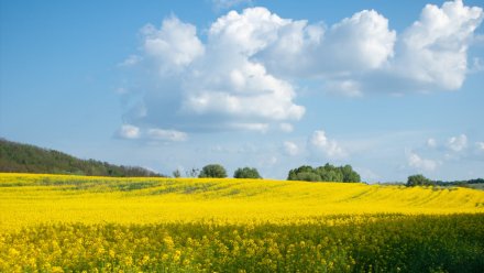 Прогноз погоды в Воронеже на 28.05.2025