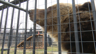 В Воронежском зоопарке медведи вышли из спячки 