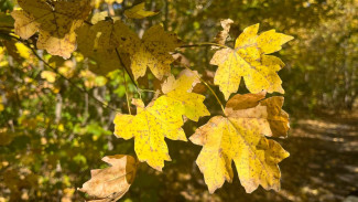 Прогноз погоды в Воронеже на 9.10.2025