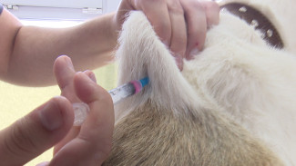 Воронежские ветеринары начали осеннюю вакцинацию диких животных от бешенства