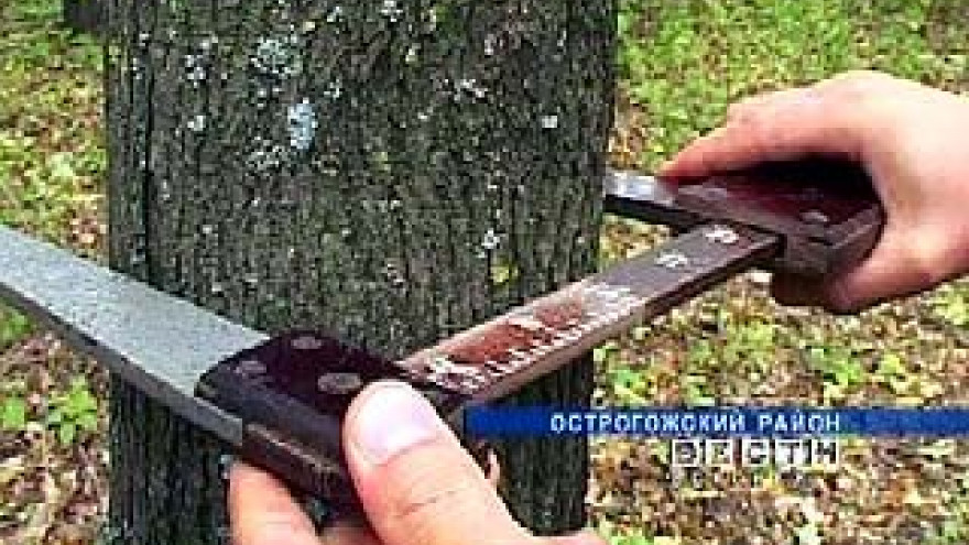 В Острогожском районе сохранились реликтовые дубовые лесополосы