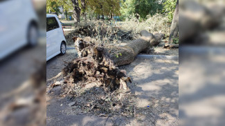 Гнилое дерево рухнуло в Советском районе Воронежа