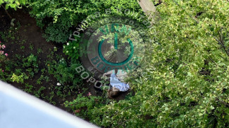 Девушка выпала из окна многоэтажки в Северном микрорайоне Воронежа