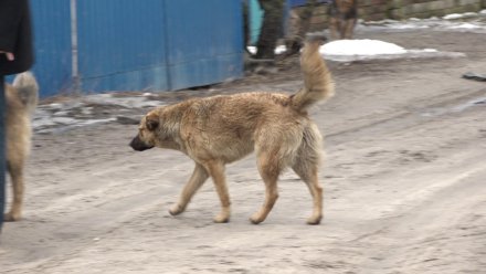 «Выходим на улицу с шокерами». Воронежцы пожаловались на агрессивную стаю собак