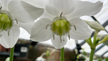 «Амазонская лилия» распустилась в Воронежском ботсаду в последний день осени