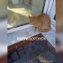 Кота выбросили из окна воронежской 9-этажки