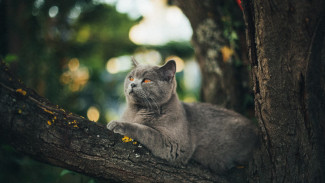 В Семилуках кошка оказалась в трёхдневном заточении на дереве