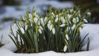 В Воронежской области потеплеет до +11 градусов