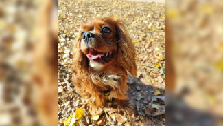 Синоптики дали прогноз на октябрь-2025 в Воронежской области