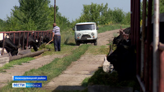 «Все любят свою работу». Как местные трудятся в нижнедевицкой Вязноватовке