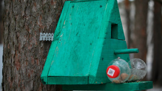 Воронежцев попросили правильно крепить кормушки для птиц и белок в «Танаисе»