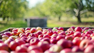 Воронежская область сохранила лидерство по производству органической продукции