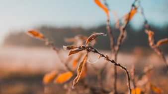 Московский синоптик рассказал, почему опаздывает воронежская зима