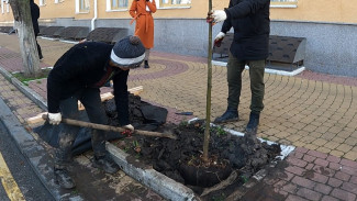 В Воронеже подошла к концу кампания по озеленению города