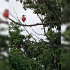 В центре Воронежа заметили розовую тропическую птицу