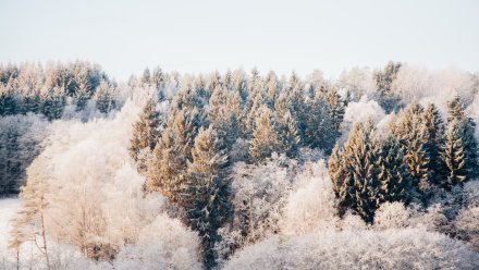 Метеорологи пообещали морозную рабочую неделю в Воронежской области