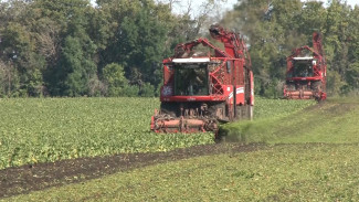 Воронежские аграрии остались довольны первыми результатами уборки свёклы