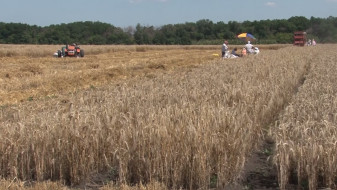 Уборочная кампания началась в воронежском научном центре имени Докучаева