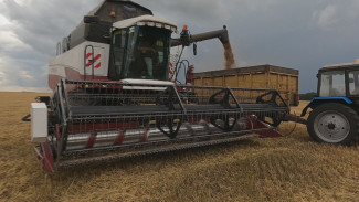 Первый миллион тонн урожая пшеницы собрали на полях Воронежской области
