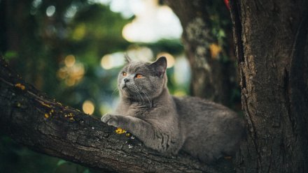 В Семилуках кошка оказалась в трёхдневном заточении на дереве
