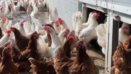 Россельхознадзор ограничил экспорт продукции воронежского «Лиско-Бройлера»