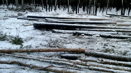 Воронежцы потребовали остановить вырубку леса в Отрожке под будущую застройку