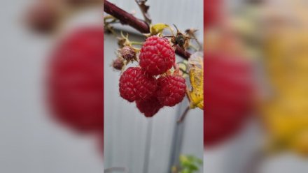 Воронежцы собрали урожай малины в конце ноября