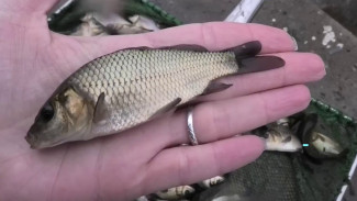 Более 240 тысяч «санитаров» водоёма выпустили в воронежский Дон