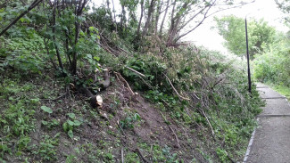Воронежцы сообщили о вырубке деревьев в Берёзовой роще